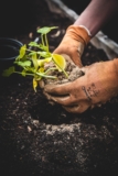 Do Raised Garden Beds Require A Lot Of Maintenance?