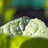 How Do I Water Plants In A Raised Garden Bed?